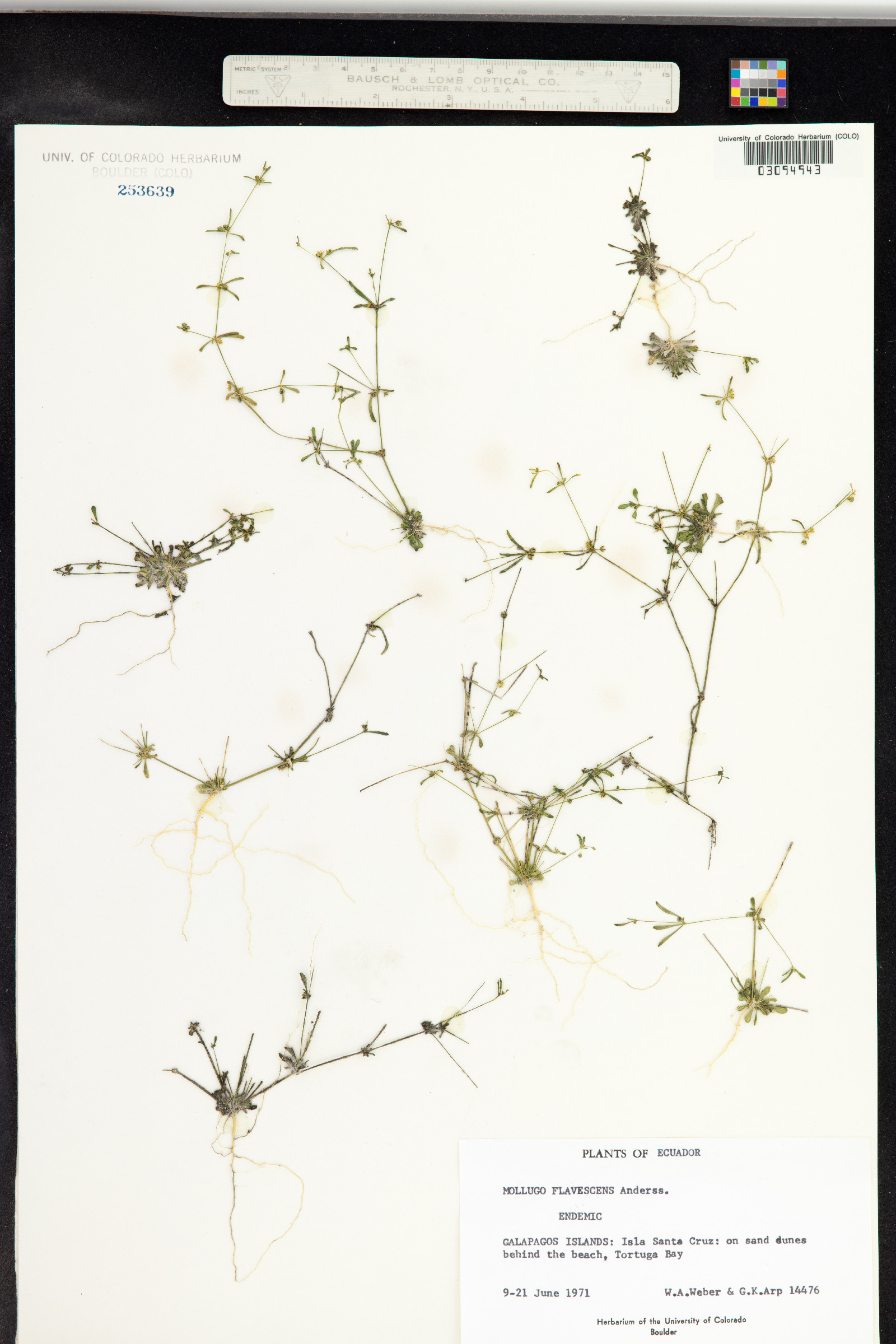 Mollugo flavescens image