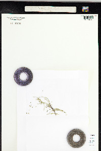 Misodendrum brachystachyum image