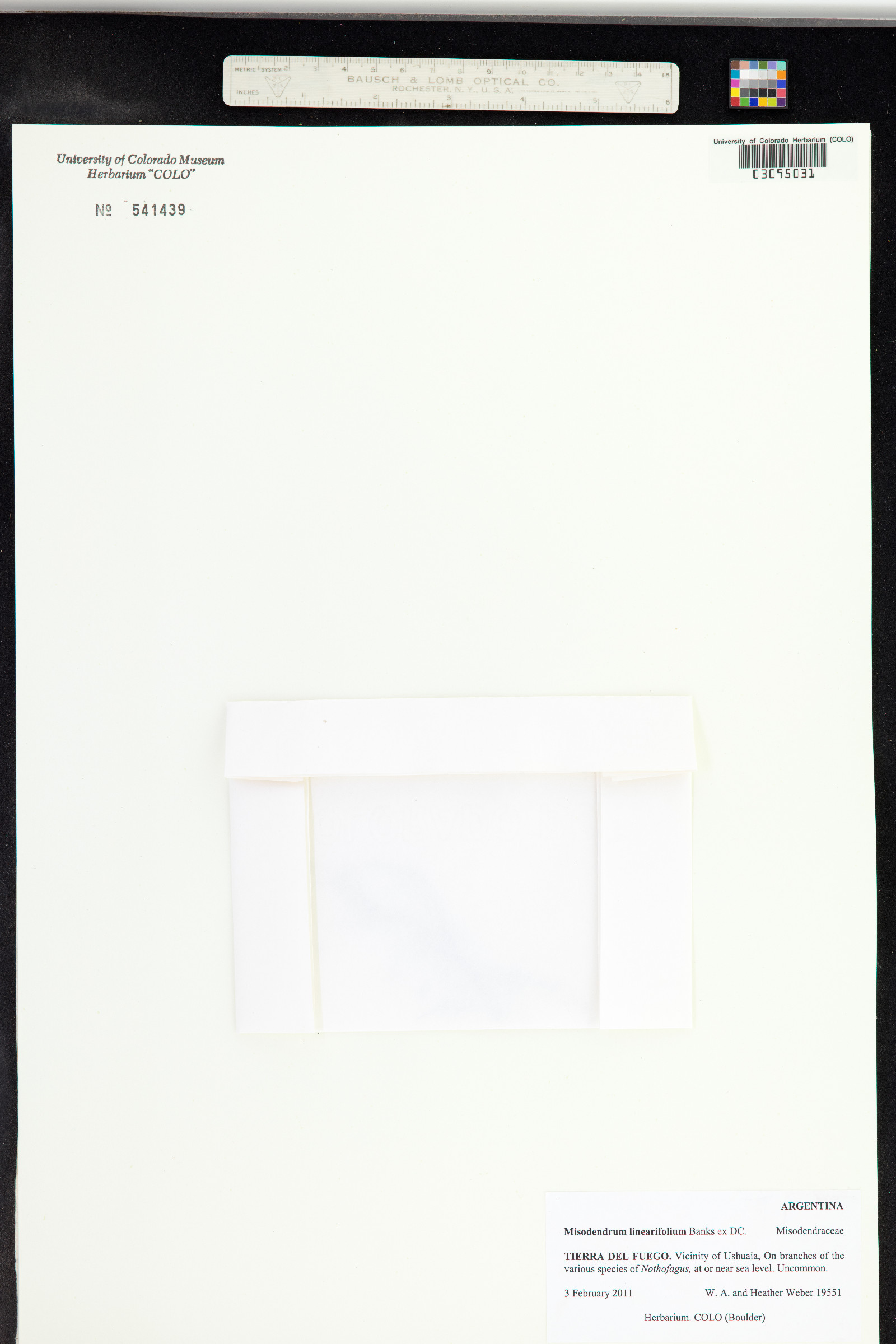 Misodendraceae image