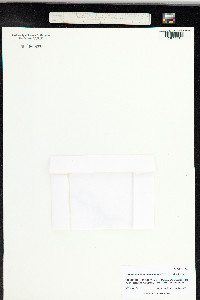 Image of Misodendrum brachystachyum