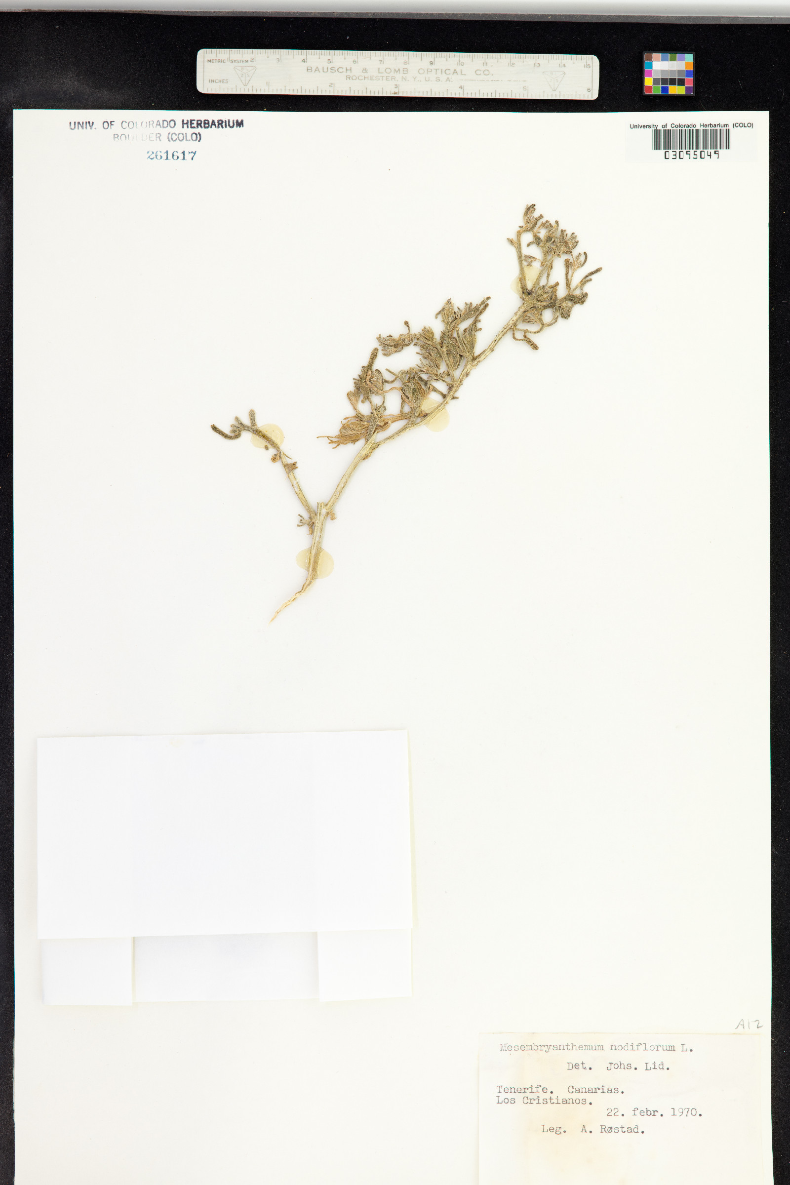 Mesembryanthemum nodiflorum image