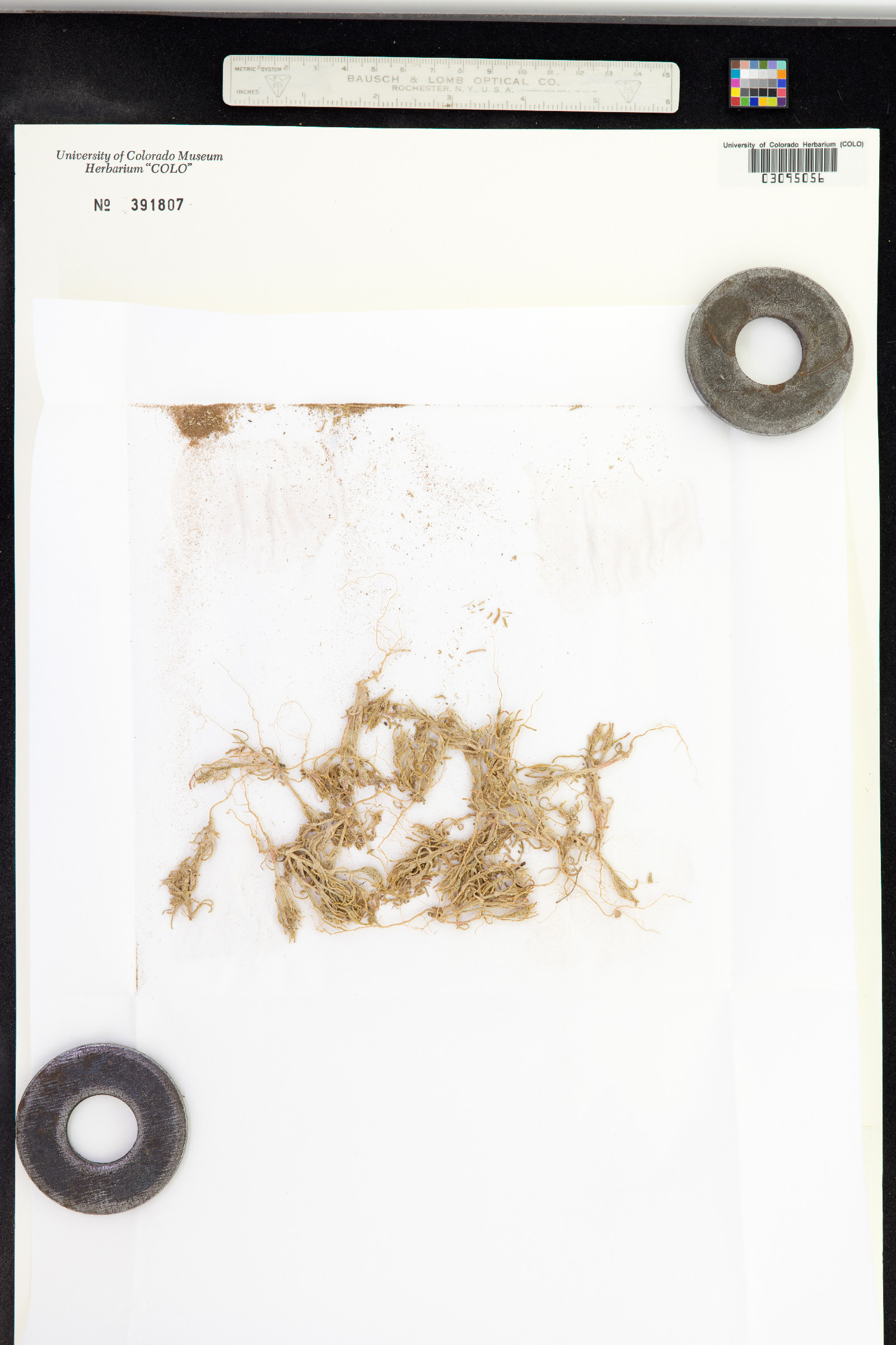 Mesembryanthemum nodiflorum image