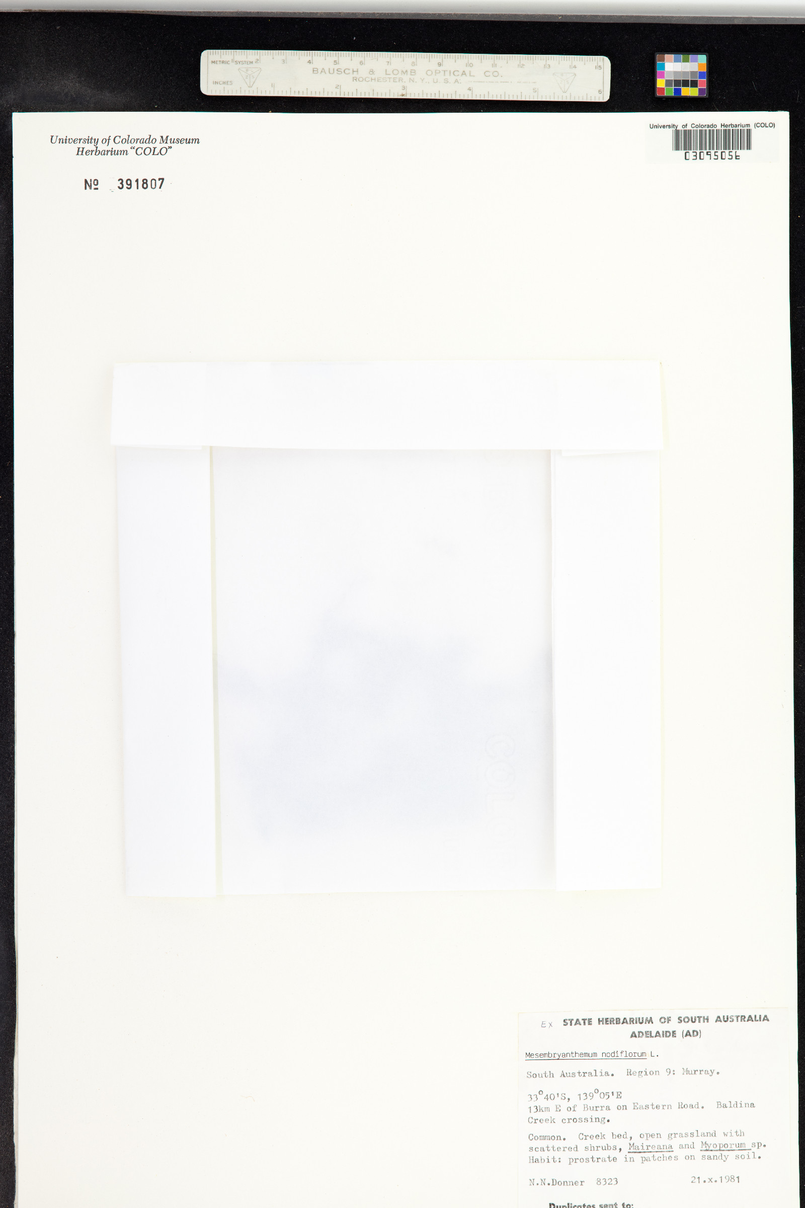 Mesembryanthemum image