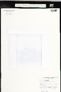 Mesembryanthemum nodiflorum image