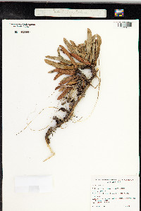 Carpobrotus chilensis image