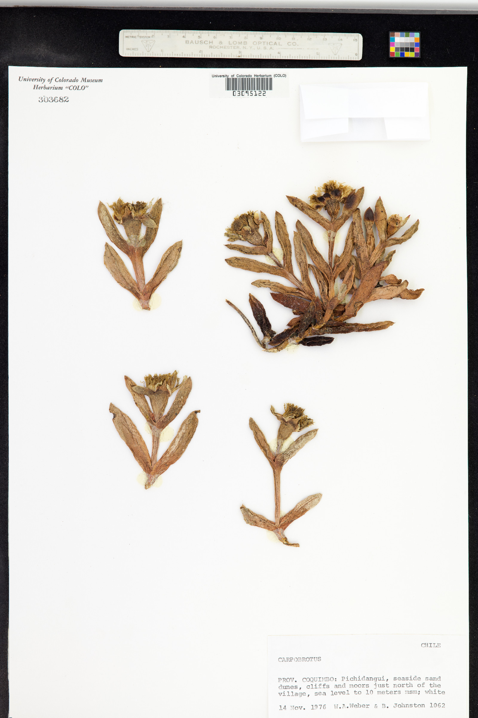 Carpobrotus chilensis image