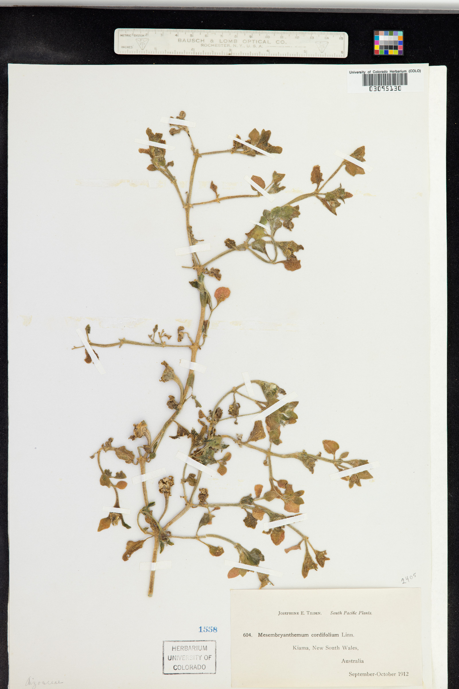 Aptenia cordifolia image