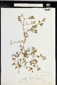 Image of Aptenia cordifolia