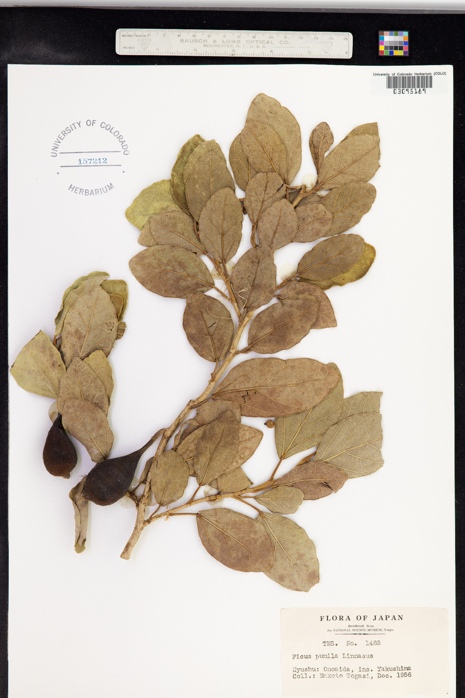 Ficus pumila image