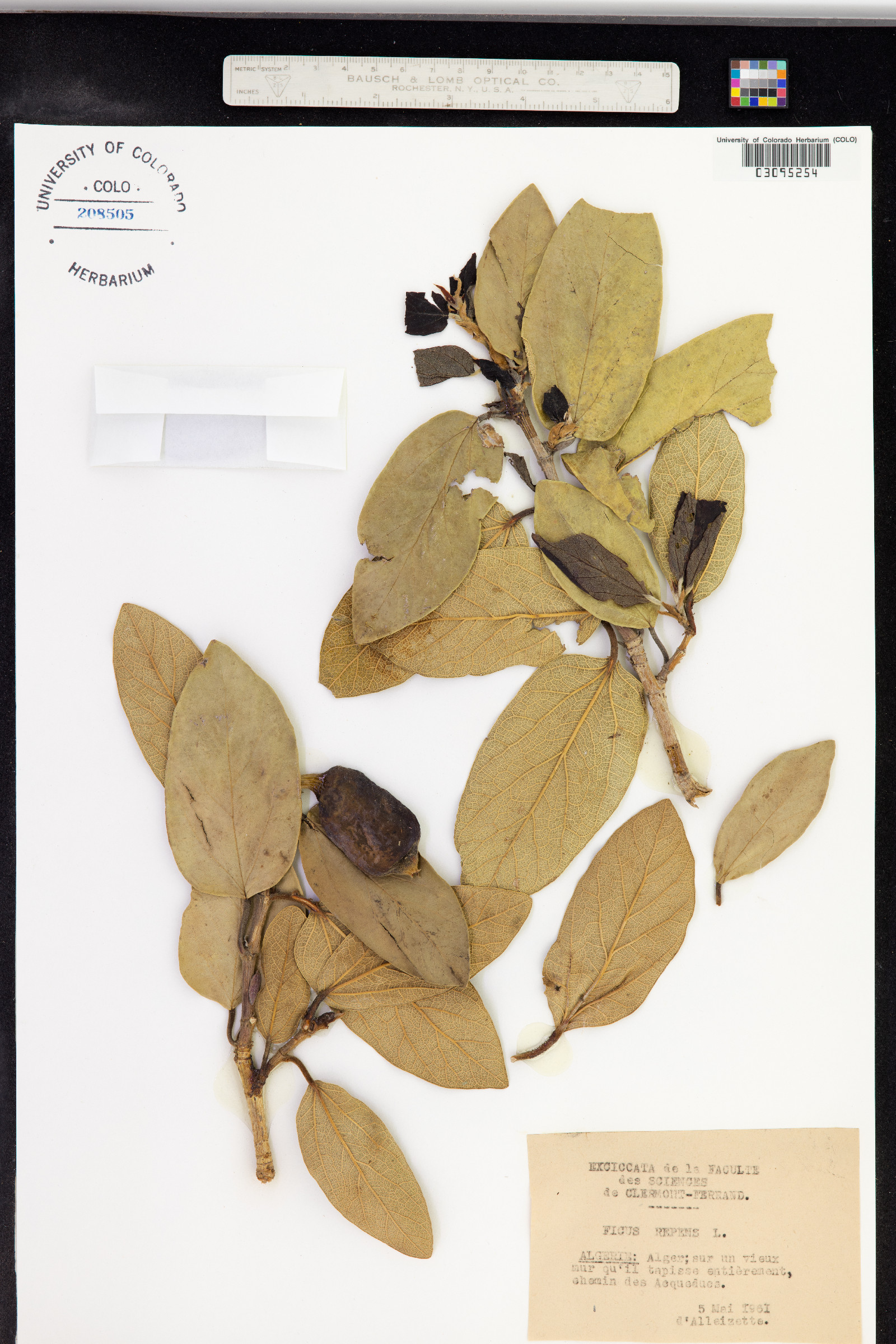 Ficus pumila image