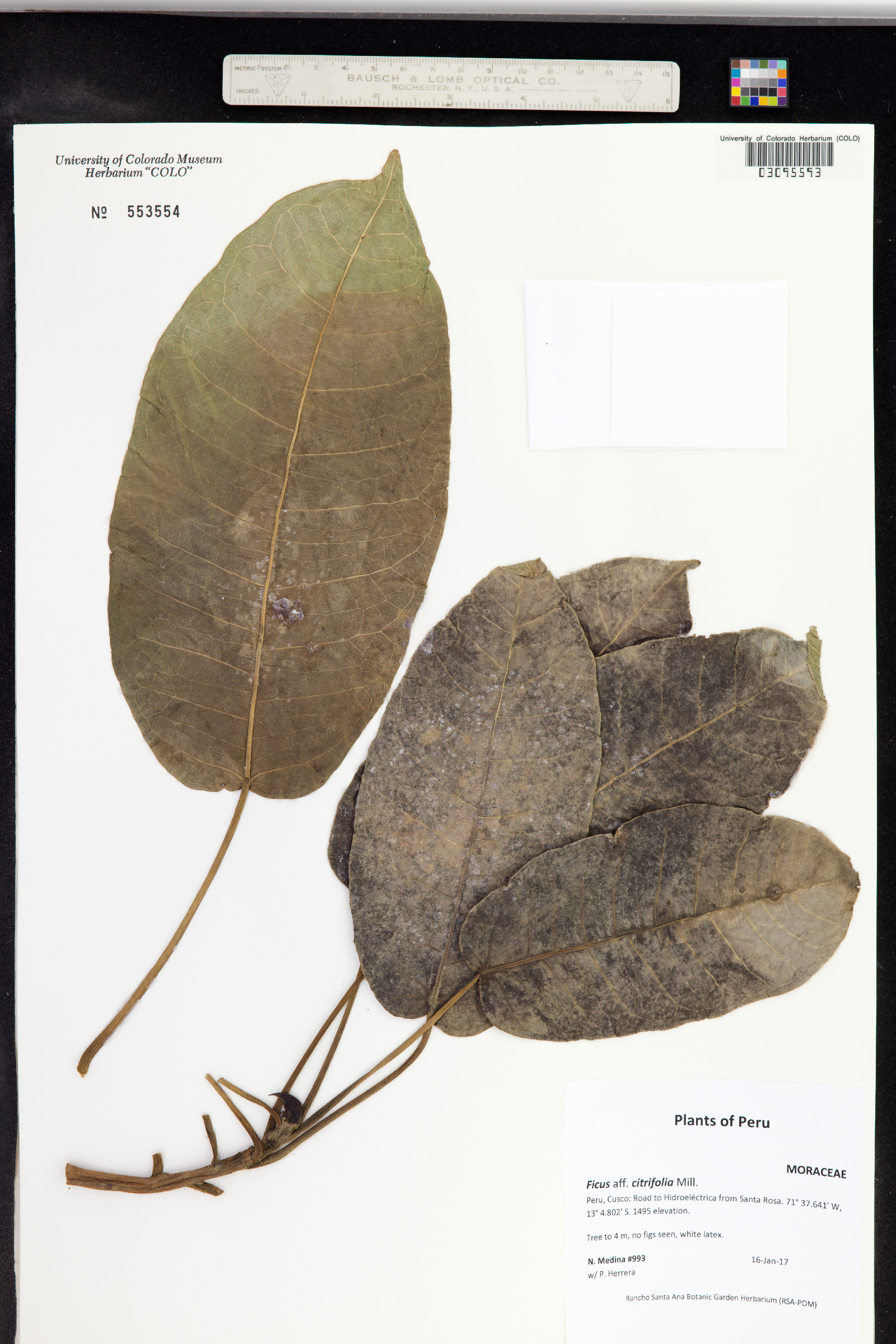 Ficus citrifolia image