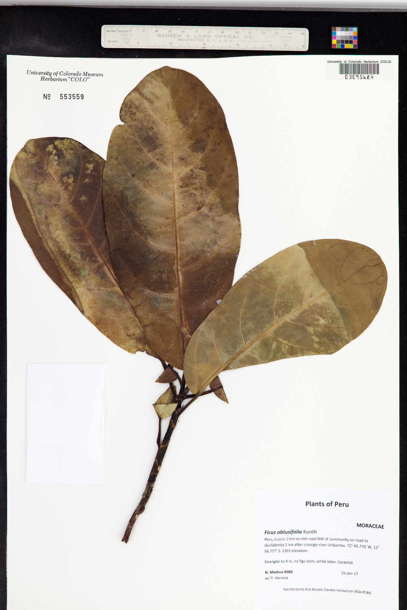 Ficus obtusifolia image