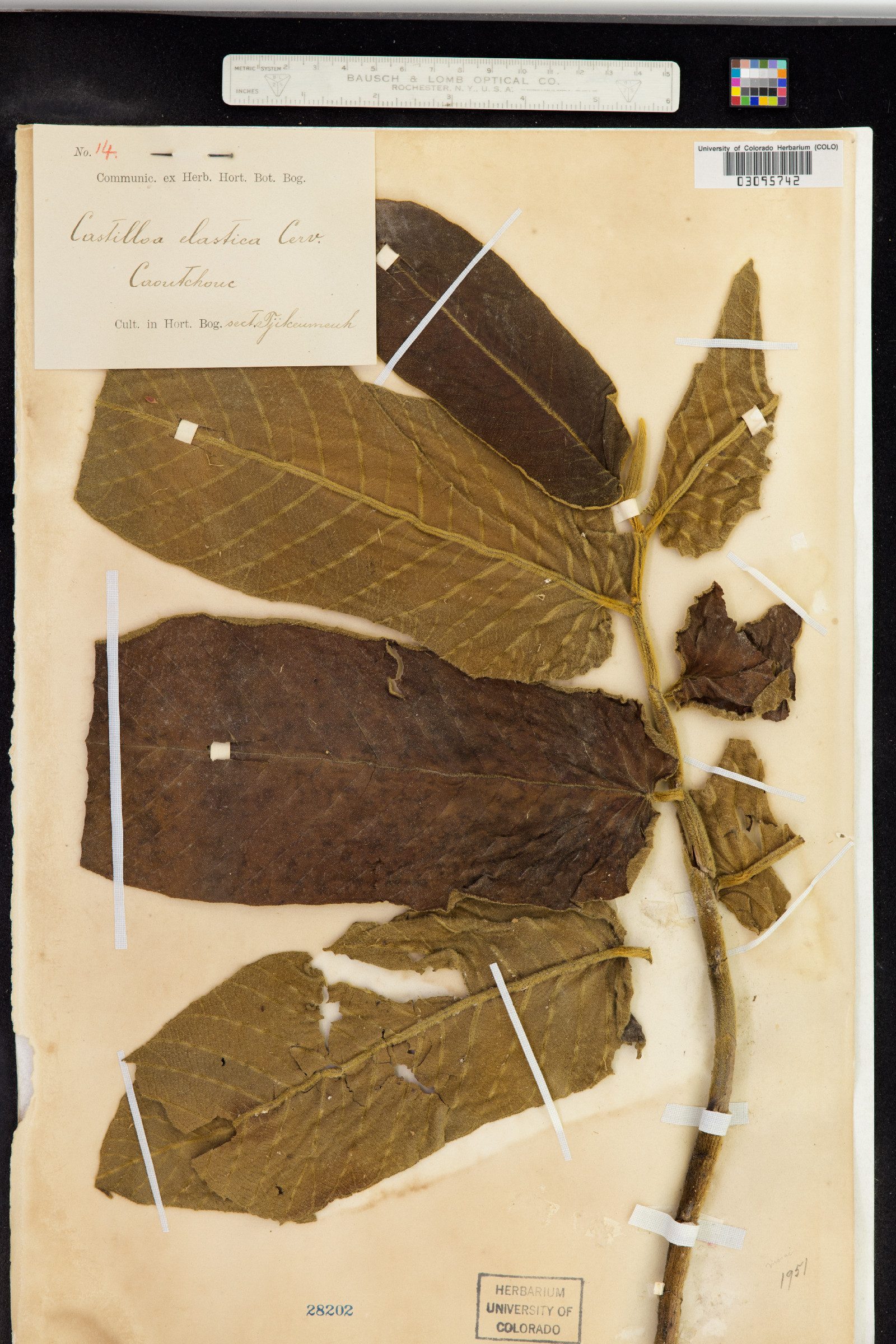 Castilla elastica image