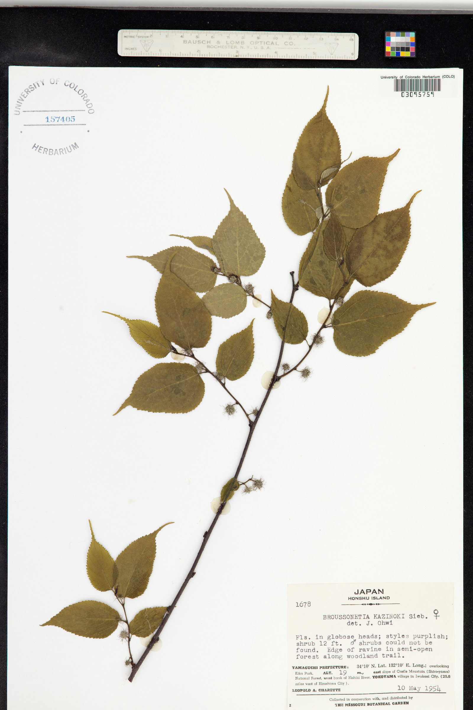 Broussonetia kazinoki image