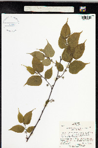 Broussonetia kazinoki image