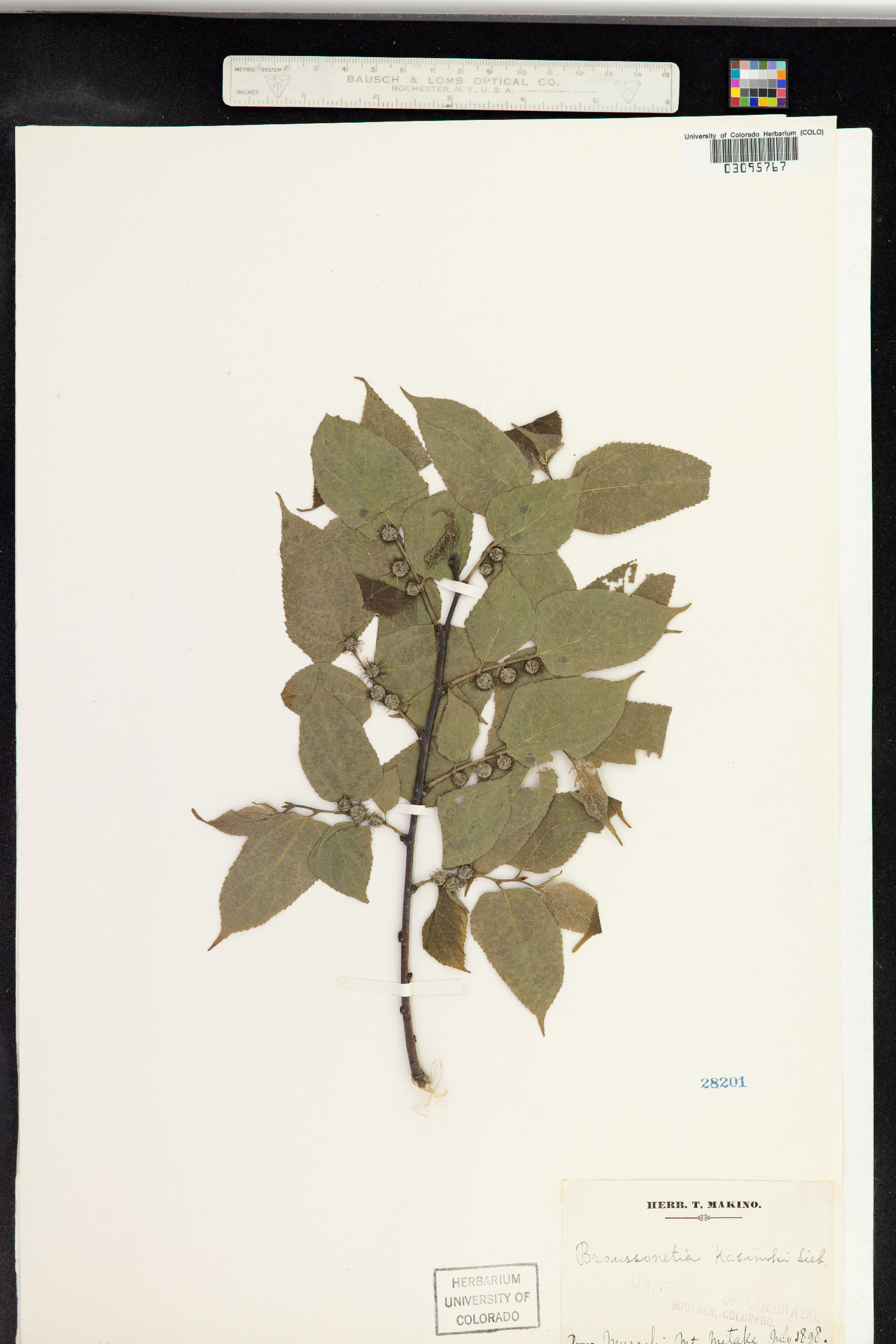 Broussonetia kazinoki image