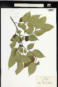 Image of Broussonetia kazinoki