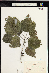 Broussonetia papyrifera image