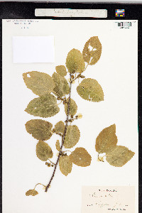 Morus alba image