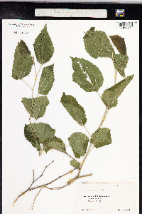 Morus alba image