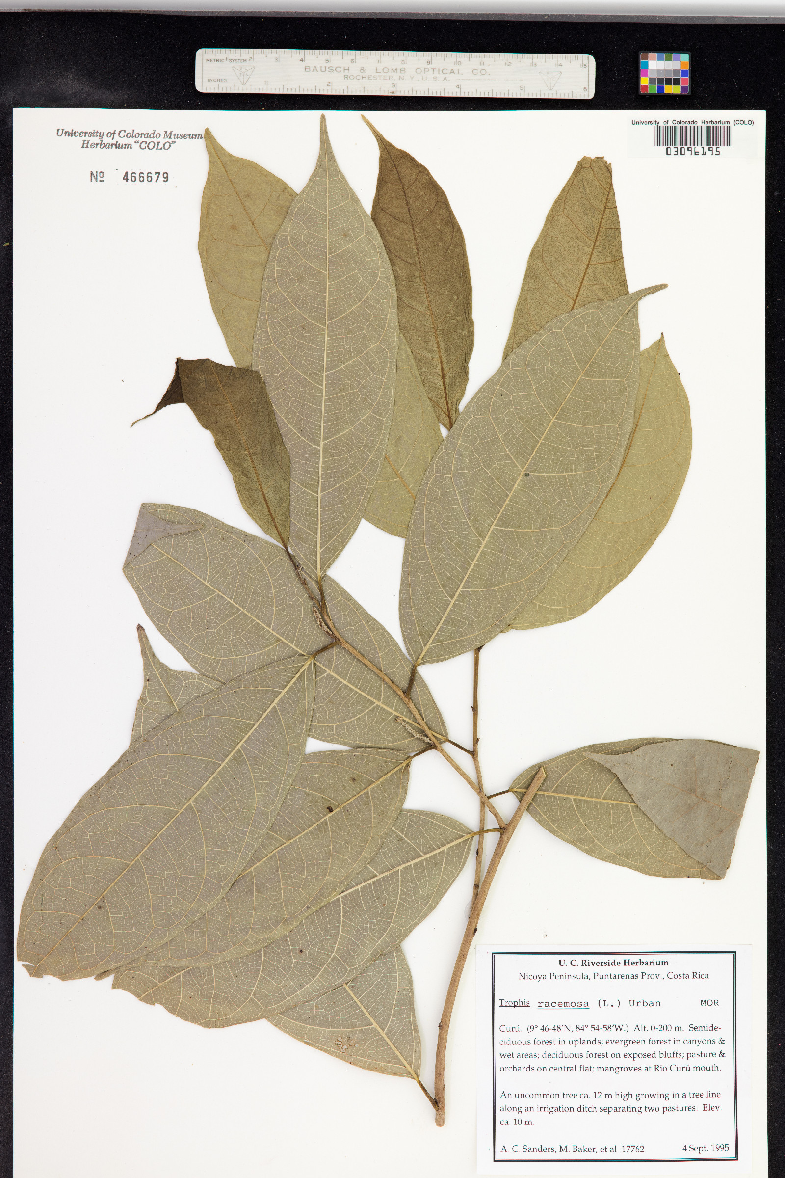 Trophis racemosa image