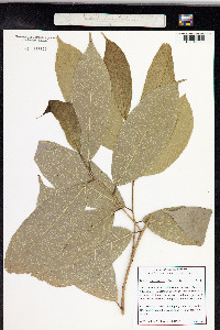 Trophis racemosa image