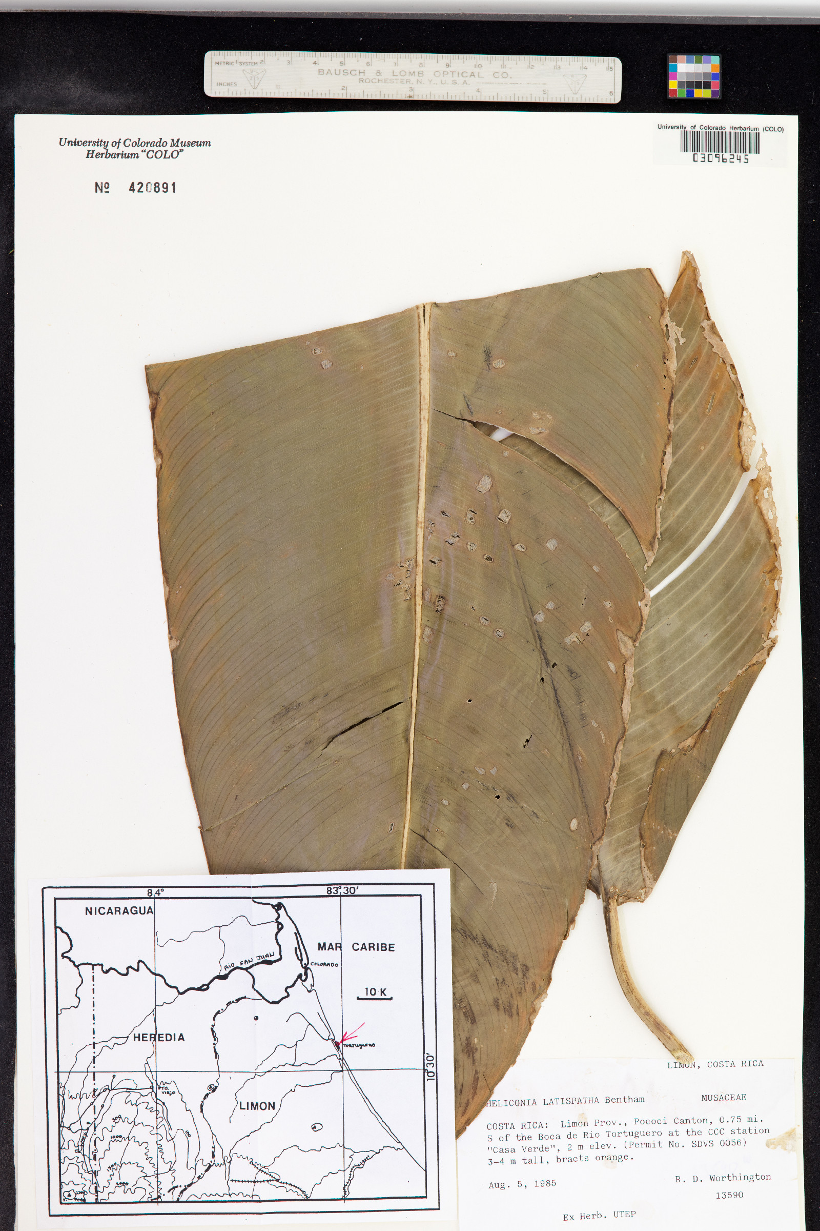 Heliconia image
