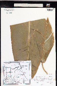 Image of Heliconia latispatha