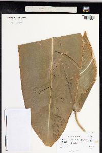 Heliconia latispatha image
