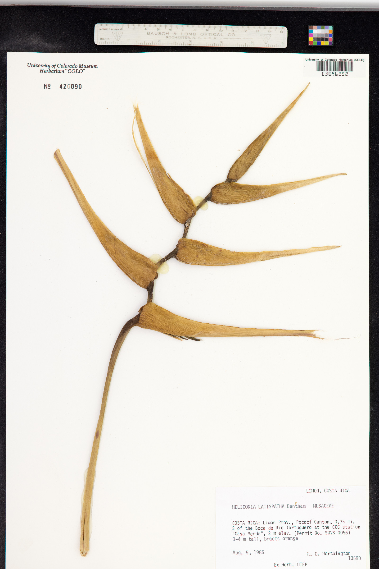 Heliconia latispatha image