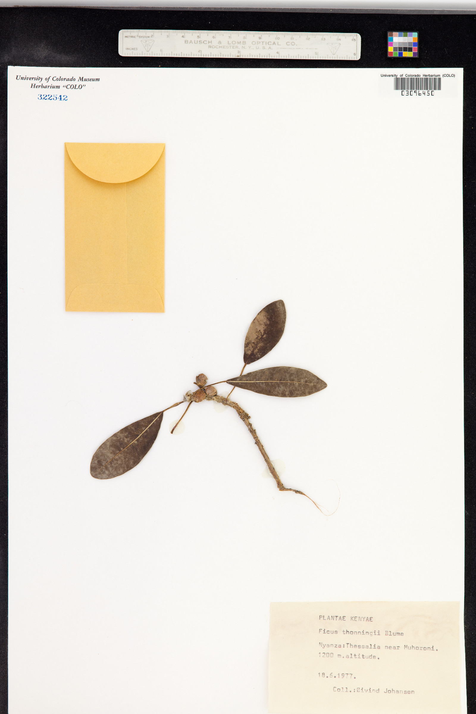 Ficus thonningii image