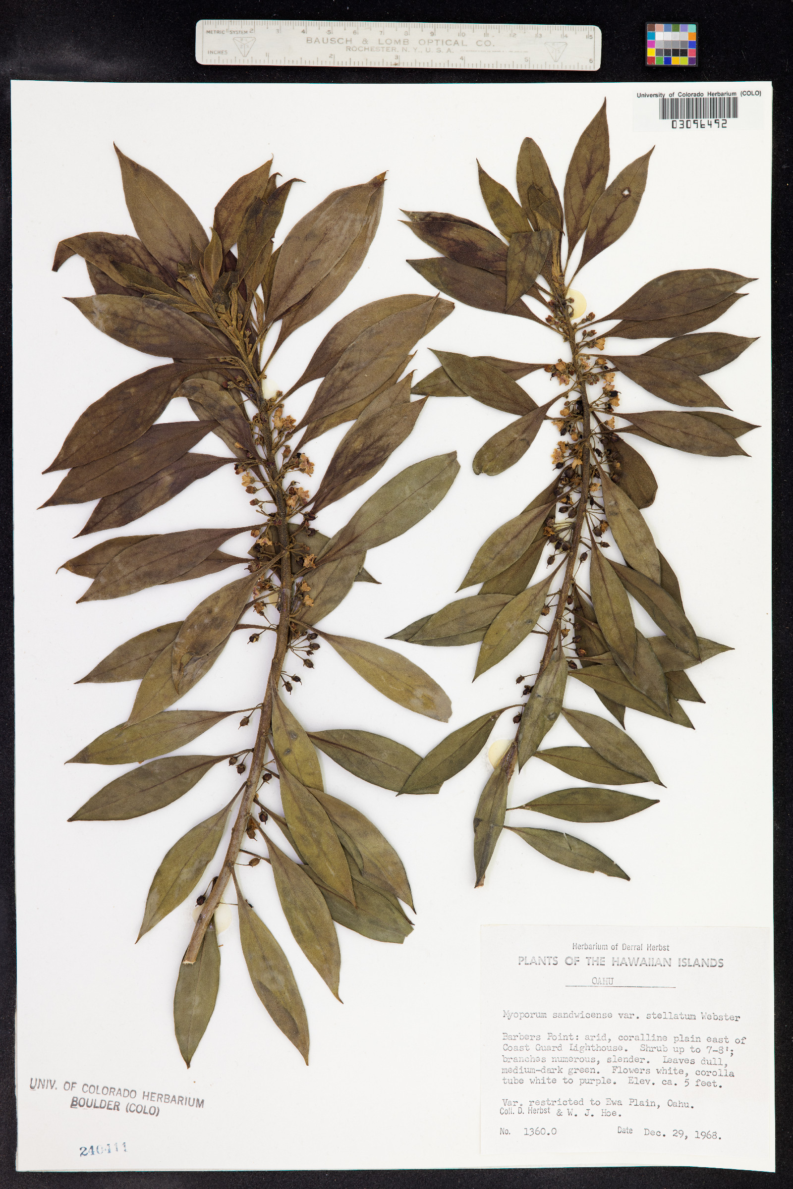 Myoporum sandwicense image