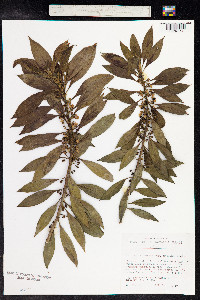Image of Myoporum sandwicense