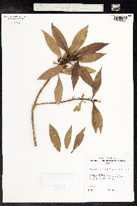 Myoporum sandwicense image