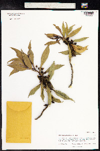 Myoporum sandwicense image