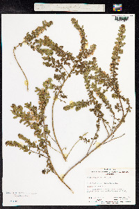 Image of Myoporum parvifolium