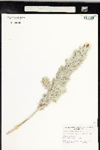 Image of Eremophila subfloccosa