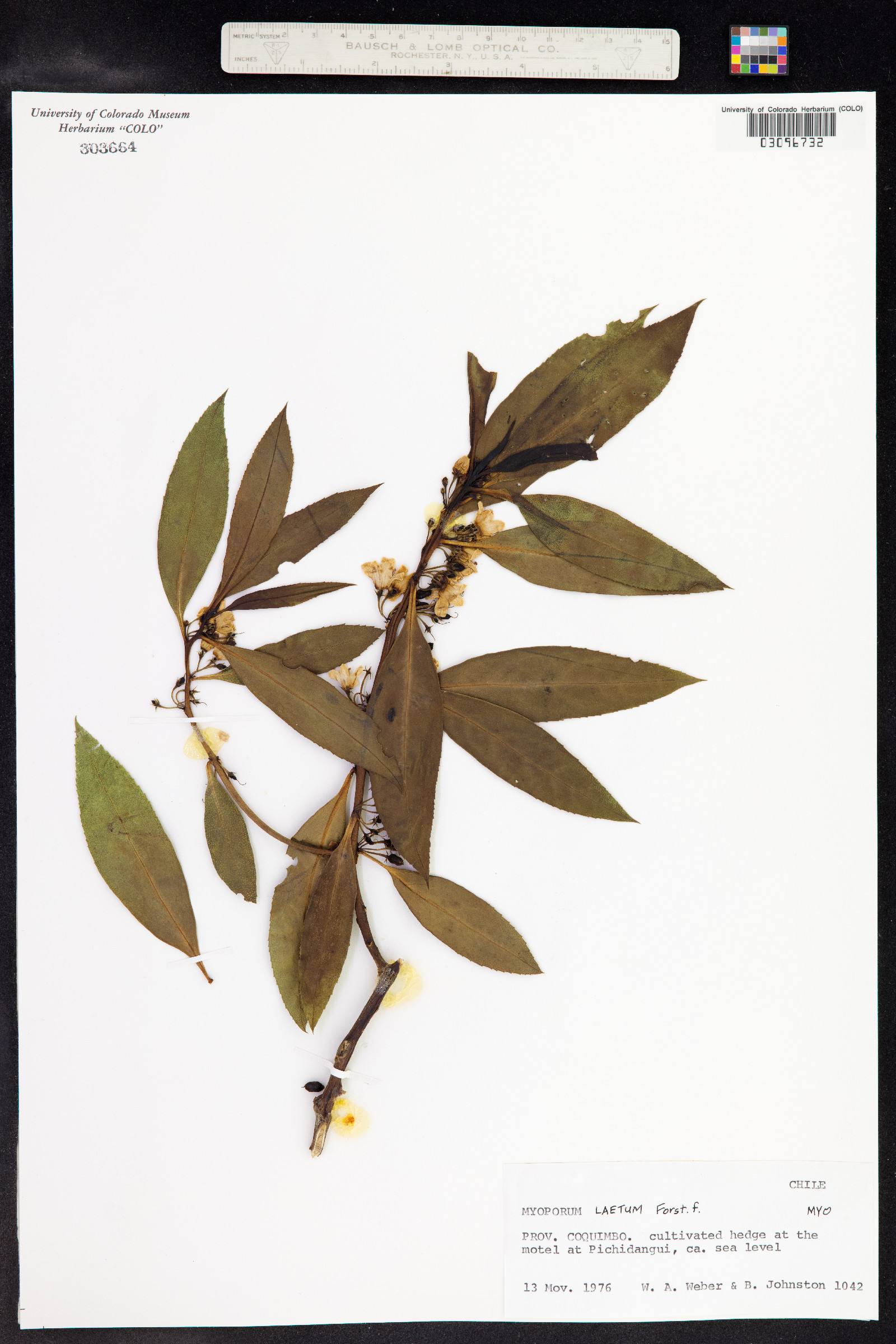Myoporum laetum image