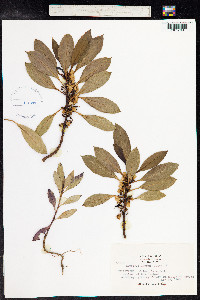 Myoporum laetum image