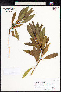 Myoporum laetum image