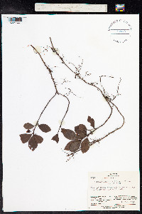 Image of Ardisia japonica