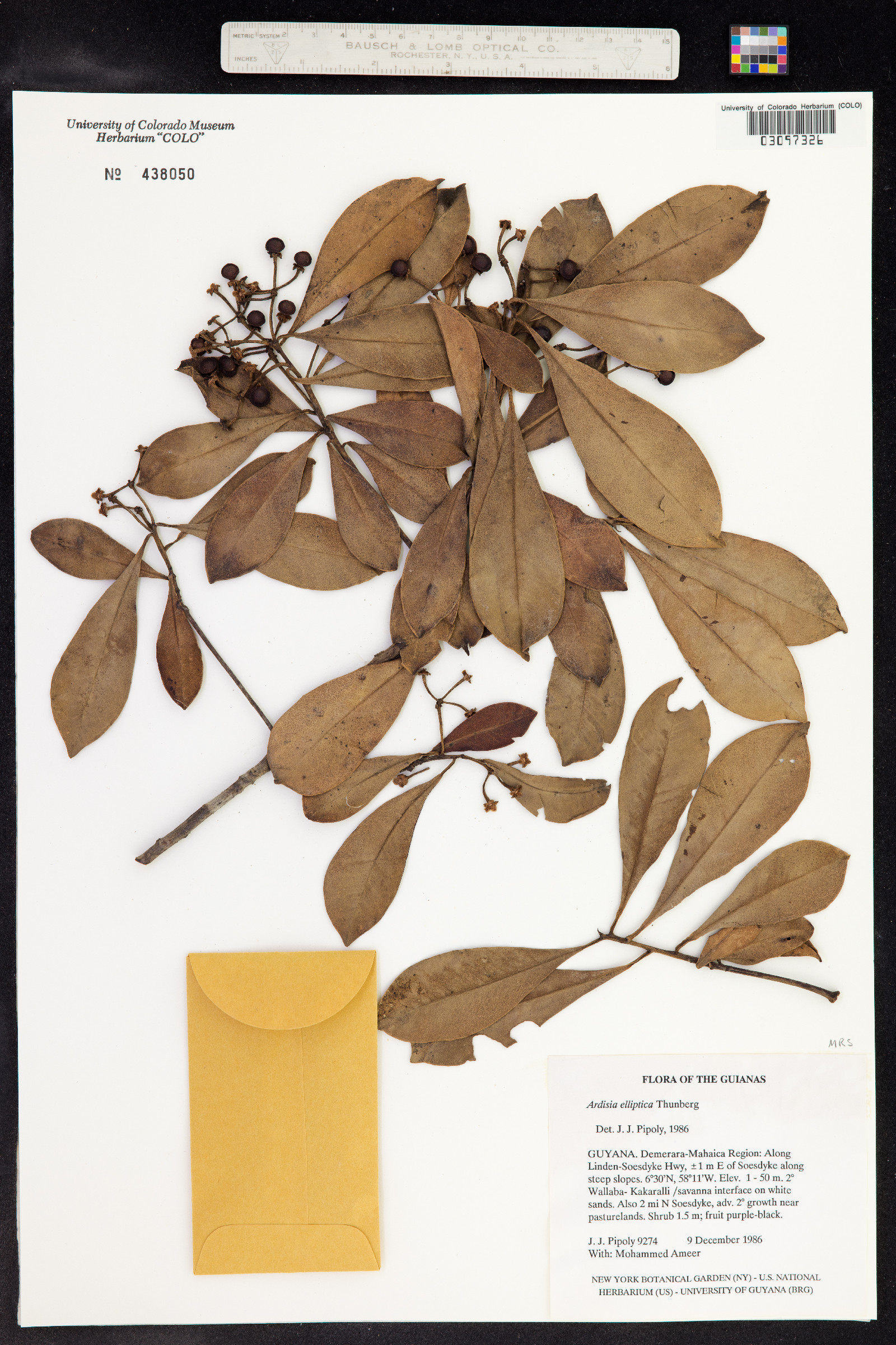 Ardisia elliptica image