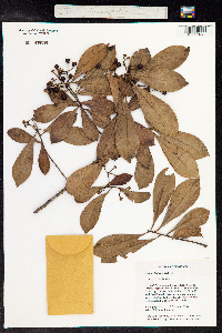 Image of Ardisia elliptica