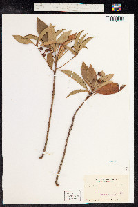 Image of Ardisia crispa