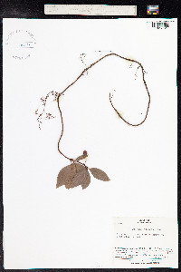Image of Ardisia crenata