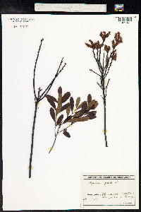 Myrica gale image