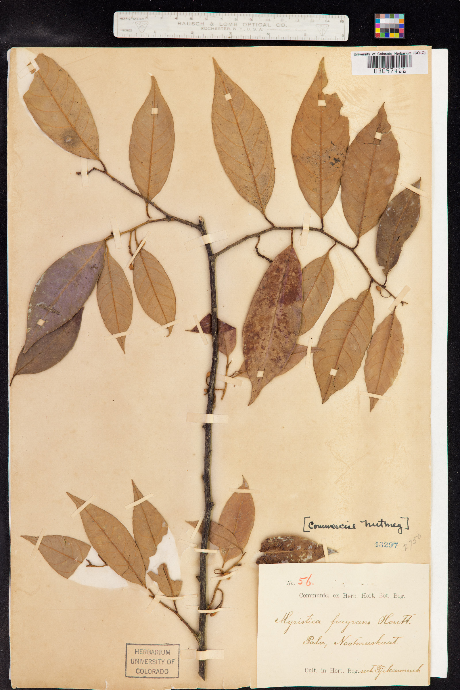 Myristica fragrans image
