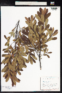 Myrica gale image