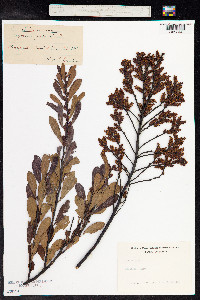 Myrica gale image