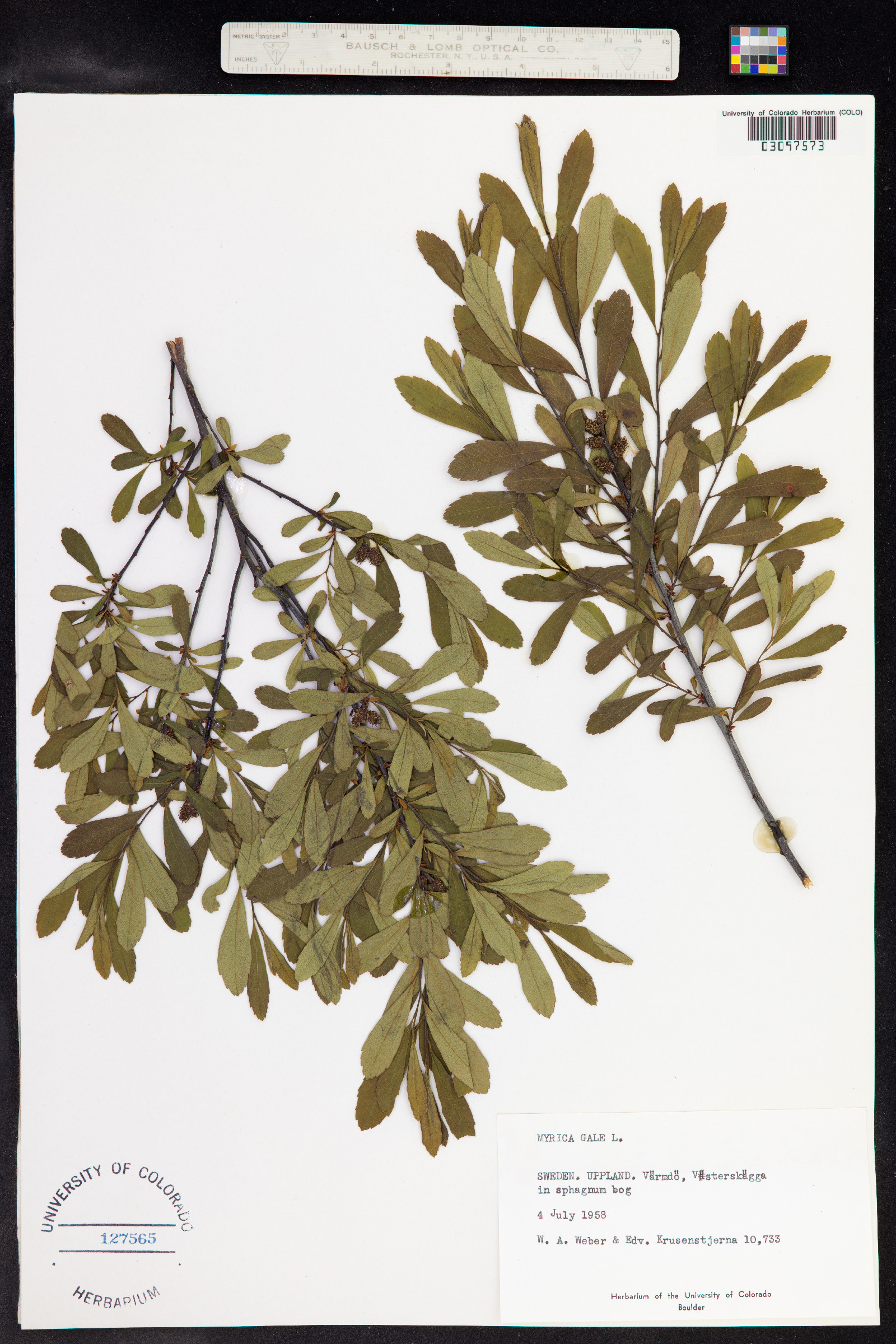 Myrica gale image